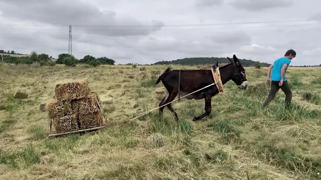 Traction animale Melchior